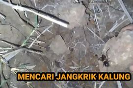 Mencari Jangkrik